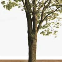 Теплая порода дерева Черешни для паркета