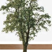 Изящная порода дерева Груша для паркета