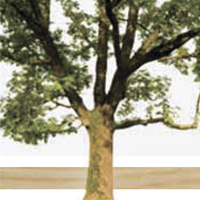 Порода дерева Ясень для паркета